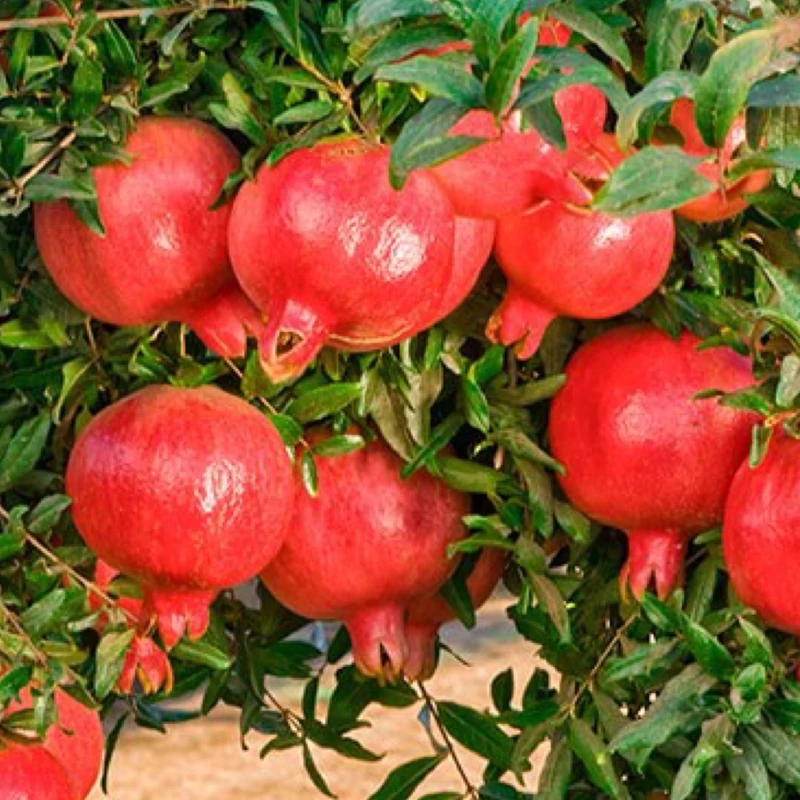 نهال انار  هیبرید شیرین