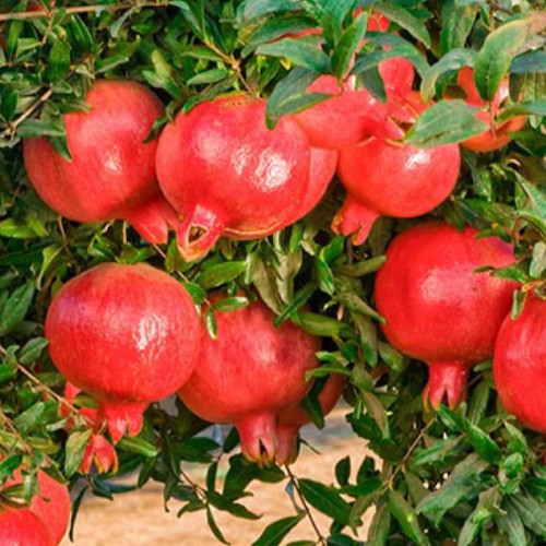 نهال انار هیبرید شیرین