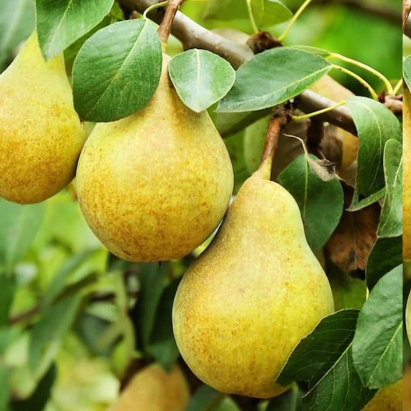 نهال گلابی شاه میوه