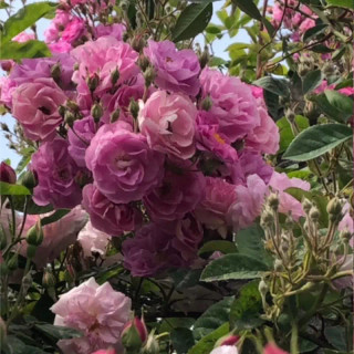 نهال گل محمدی پرپر