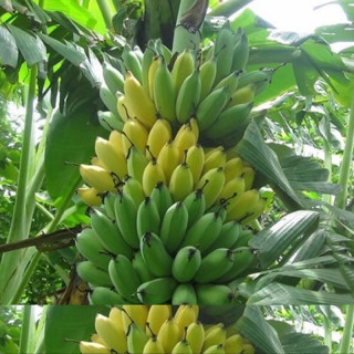 نهال موز گرمسیری والری درشت
