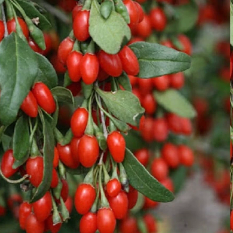 نهال گوجی بری چینی