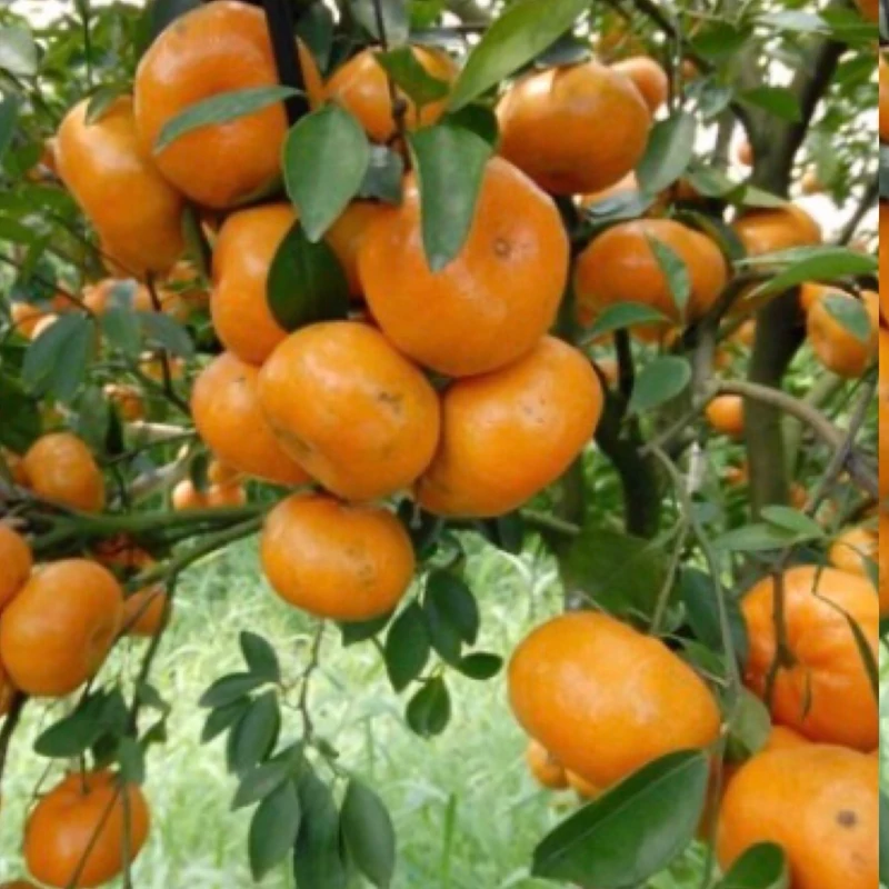 نهال نارنگی پربار ژاپنی
