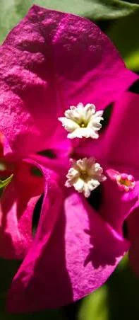 نهال گل کاغذی نزدیک به دو متری