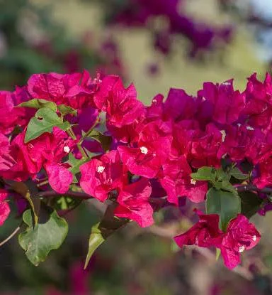 نهال گل کاغذی نزدیک به دو متری