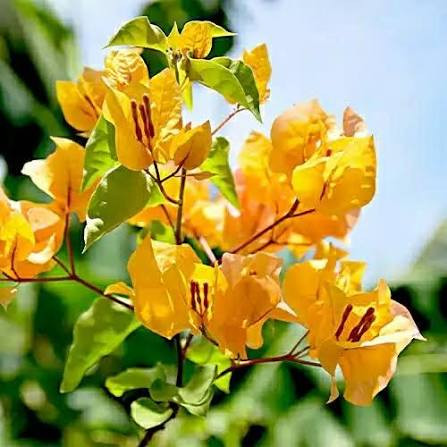 نهال گل کاغذی نزدیک به دو متری