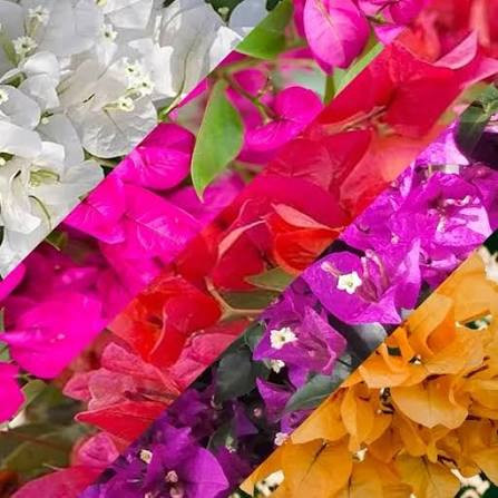 نهال گل کاغذی نزدیک به دو متری